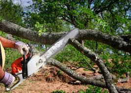 How Our Tree Care Process Works  in  Tularosa, NM